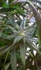 IMAG0039.jpg