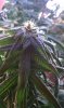 IMAG0038.jpg