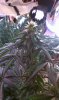 IMAG0036.jpg