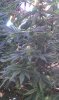 IMAG0040.jpg