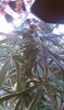 IMAG0042.jpg