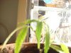 DSC00884.jpg