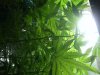 a plant has all types of  leaves.JPG