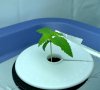 right-plant-close-2.jpg