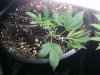 sourd update.jpg