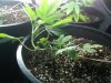 strawberry c update.jpg