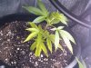 strawberry update.jpg