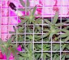 110119 RD 4 way SCROG B 1.jpg 110119 RD 4 way SCROG B 1.jpg