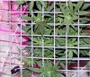 110119 RD 4 way SCROG B 3.jpg 110119 RD 4 way SCROG B 3.jpg