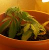 2011_01_18_c1_001.jpg 2011_01_18_c1_001.jpg