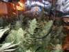 Harvest at 52 days from rooted clones 010.jpg