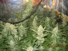 Harvest at 52 days from rooted clones 002.jpg