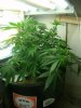 plants and dinosours 045.jpg