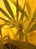 plants and dinosours 037.jpg