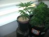 plants and dinosours 024 - Copy (2).jpg