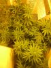 plants and dinosours 033.jpg