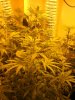 plants and dinosours 040.jpg