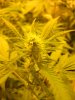 plants and dinosours 035.jpg