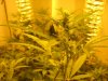 plants and dinosours 026 - Copy - Copy.jpg