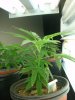plants and dinosours 044.jpg