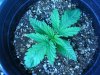 GrowSetup 05.jpg GrowSetup 05.jpg