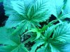 GrowSetup 07.jpg GrowSetup 07.jpg
