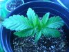 GrowSetup 03.jpg GrowSetup 03.jpg