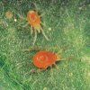 spidermite.jpg spidermite.jpg
