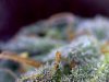 trich36.jpg trich36.jpg