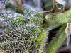 trich42dried.jpg trich42dried.jpg