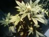2011-01-20_09.57.53.jpg