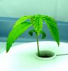 plant-B.jpg