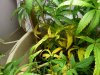 Yellow leaves on bottom 2.jpg Yellow leaves on bottom 2.jpg