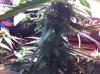 IMG_0214.jpg