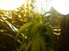DSCN1090.jpg