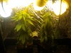 DSCN1088.jpg