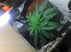 2011-01-22_01-05-50_857.jpg