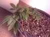 Day16~Veg,GDP.jpg