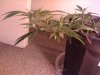 Day16,Veg~Tw.jpg