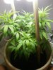 Entire plant view.jpg Entire plant view.jpg