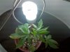2011-01-18_06-03-51_395.jpg