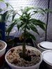 DSC01143big stalk.JPG