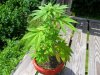 SAM_0698.jpg SAM_0698.jpg
