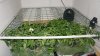 The Grow II (14).jpg The Grow II (14).jpg