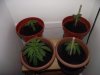 weed 008.jpg