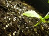 plant 008.jpg