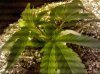 2011-01-24_19-15-49_276.jpg