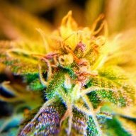 Trich-o-matic