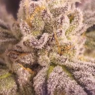 superdank330