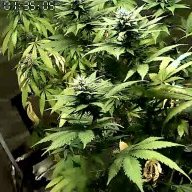 Dewin420